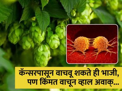 Health benefits of most expensive veggie hop shoots you should know | कॅन्सरपासून वाचवू शकते जगातील ही सगळ्यात महाग भाजी, 1 लाख रूपये किलो असते किंमत