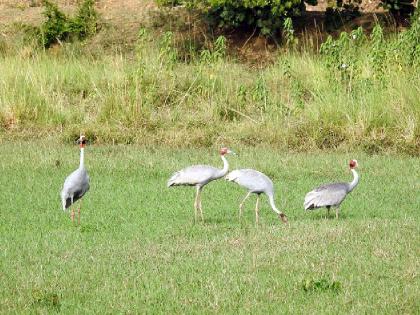 Four Sarus Crane were found in Bhandara district during the enumeration | गणनेत भंडारा जिल्ह्यात आढळले चार सारस पक्षी!