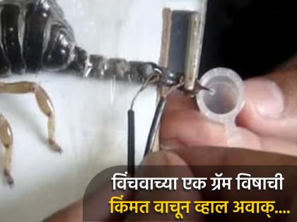 VIDEO : Scorpion venom market price 1 gram worth 7 lakh rupees see how its extracted | VIDEO : विंचवाच्या एक ग्रॅम विषाची किंमत करेल हैराण, बघा कसं काढलं जातं त्यांचं विष