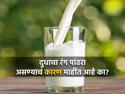 Why is the colour of milk of all animals in the world white know reason | जगातल्या सगळ्या प्राण्यांच्या दुधाचा रंग पांढराच का असतो? 99 टक्के लोकांना माहीत नसेल उत्तर