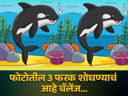 Optical illusion : Find 3 differences between the pictures of a whale | चॅलेंज! 10 सेकंदात शोधून दाखवा या फोटोतील फरक, बरेचजण शोधून थकले!