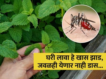 Plant which keeps Mosquitos away and also has anti bacterial benefits lemon balm plants | डासांमुळे वैतागले असाल तर लगेच घरी लावा हे झाड, आजूबाजूलाही फिरकणार नाही डास