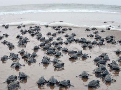 Ratnagiri: दाभाेळ समुद्रकिनारी कासवांची पिल्ले झेपावली समुद्रात Ratnagiri: दाभाेळ समुद्रकिनारी कासवांची पिल्ले झेपावली समुद्रात