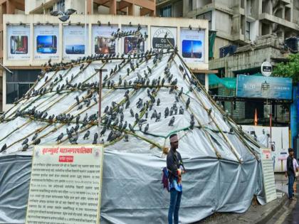 New pigeon house opens on the roof of a building next to a Jain temple | जैन मंदिराशेजारील इमारतीच्या छतावर नवा कबुतरखाना सुरू New pigeon house opens on the roof of a building next to a Jain temple | जैन मंदिराशेजारील इमारतीच्या छतावर नवा कबुतरखाना सुरू