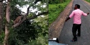 What to call it? throws stones at a pair of leopards perched on a tree | काय म्हणावे याला? बिबट्याच्या जोडीवर केली दगडफेक; व्हिडिओ क्लिप व्हायरल