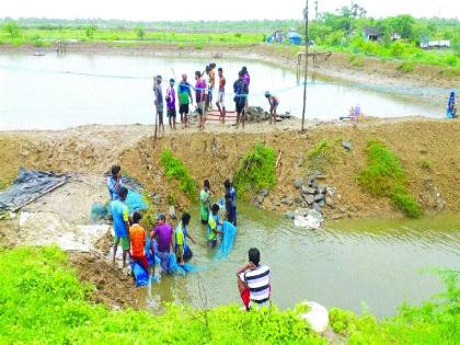 Shrimps of prawn project holders, government policy shocks | कोळंबी प्रकल्पधारकांची मुस्कटदाबी, शासकीय धोरणाचा फटका