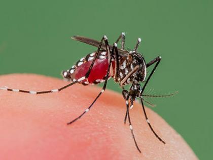 Daily increase in dengue patients in Jalgaon | जळगावात डेंग्यूच्या रुग्ण संख्येत दिवसागणिक वाढ