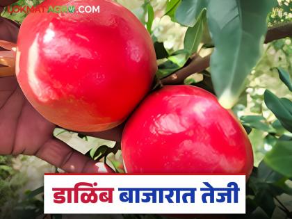 Pomegranate prices have increased by three thousand rupees compared to last week; Read how the price is being obtained? | मागील आठवड्याच्या तुलनेत डाळिंबाच्या दरात तीन हजाराने वाढ; वाचा कसा मिळतोय दर? Pomegranate prices have increased by three thousand rupees compared to last week; Read how the price is being obtained? | मागील आठवड्याच्या तुलनेत डाळिंबाच्या दरात तीन हजाराने वाढ; वाचा कसा मिळतोय दर?