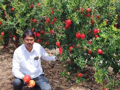 Awesome! Pomegranate Gardens on Tucker's Water; 20 lakhs for two acres | जबरदस्त! टॅकरच्या पाण्यावर डाळिंब बाग; दोन एकरात २० लाख