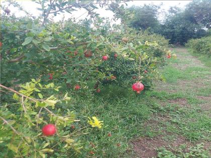 Pomegranate orchards hit by drizzle in Jat taluk, outbreak of fungal disease | रिमझिम पावसाचा डाळिंब बागांना फटका, बुरशीजन्य रोगाचा प्रादुर्भाव