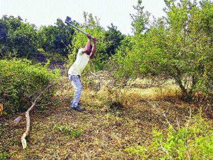 Kunda is run on a pomegranate garden | डाळिंबाच्या बागेवर चालविली कु-हाड