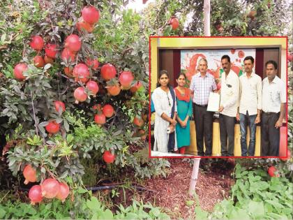 Dark saffron color, large fruit; Pomegranate variety 'Sharadking' developed by farmer 'patented' | गडद भगवा रंग, मोठे फळ; शेतकऱ्याने विकसित केलेल्या डाळिंबाच्या ‘शरदकिंग’ला ‘पेटंट’