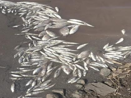 Dead fish in Kanher Dam in Satara, cause unknown | साताऱ्यातील कण्हेर धरणात मृत माशांचा खच, कारण मात्र अनभिज्ञ