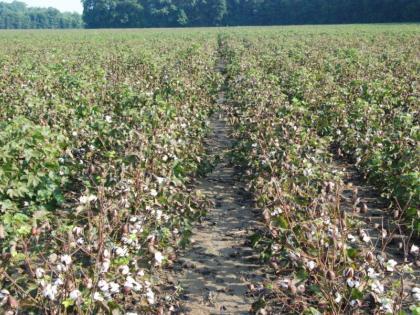 The Department of Agriculture is unaware of the loss of cotton | कपाशीच्या नुकसानीबाबत कृषी विभाग अनभिज्ञ