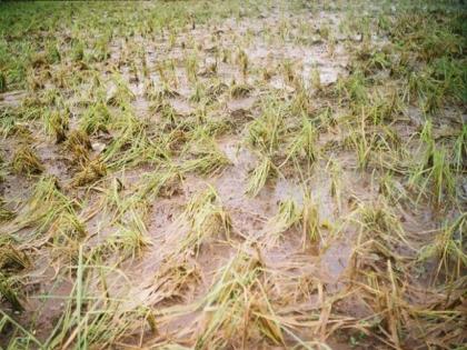 Bad weather, hail storms in Dharashiv district; 5 Crore 61 Lakhs help request | धाराशिव जिल्ह्याला अवकाळी, गारपिटीचा तडाखा; ५ कोटी ६१ लाखांच्या मदतीची मागणी