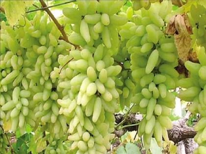 49 lakhs from grape traders in Manerajuri, grape producer Havaldil by fraud | मणेराजुरीत द्राक्ष व्यापाऱ्यांचा ४९ लाखाला गंडा, फसवणुकीने द्राक्ष उत्पादक हवालदिल 