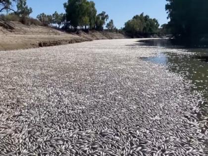 Darling River Fish Death : Major Natural Disaster in Australia; Millions of fishes die in the biggest river, what is the reason..? | Darling River Fish Death : ऑस्ट्रेलियात मोठे नैसर्गिक संकट; सर्वात मोठ्या नदीमध्ये कोट्यवधी माशांचा मृत्यू, कारण काय..?