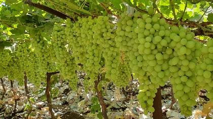 65,000 acres of grapes Garden destroyed in Sangli district | ढगाळ हवामान आणि पावसाचा फटका, सांगली जिल्ह्यातील ६५ हजार एकर द्राक्षबागा उद्ध्वस्त