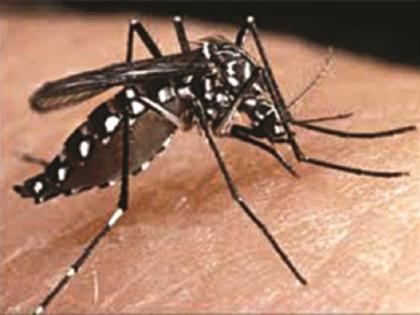 Dengue-like patients in Reading | पढेगावात डेंग्यूसदृश रुग्ण