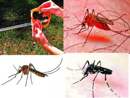 193 mosquitoes caught by month of malaria | हिवताप विभागाने महिन्यात पकडले ५९१ डास! ; ‘क्युलेक्स’ डासांची संख्या सर्वाधिक