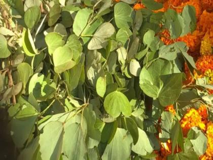 'Our leaves' are the real 'gold' for us!; Feelings of women vendors in rural areas | ‘आपट्याची पाने’ हेच आमच्यासाठी खरे ‘सोने’!; ग्रामीण भागातील महिला विक्रेत्यांची भावना