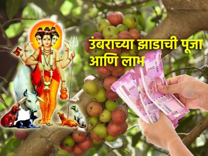 Astro Tips: Umbar tree will do wonders in your household life; Do it on Thursday, simple, easy solutions! | Astro Tips: उंबराचे झाड तुमच्या गृहस्थ जीवनात घडवेल चमत्कार; गुरुवारी करा साधे सोपे उपाय!