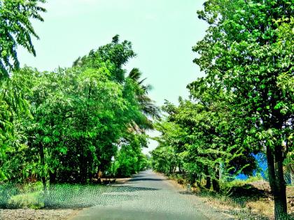 World Environment Day Special: The village story is special .. Population and tress same here ..! | जागतिक पर्यावरण दिन विशेष : ह्या गावाची गोष्टच न्यारी.. लोकसंख्या एवढी येथे वनराई..!