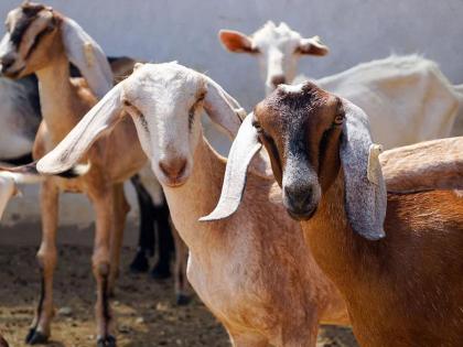 loss in goat rearing; The three defrauded a Nashik businessman of Rs | शेळीपालनात झाला तोटा; कर्ज देतो सांगून तिघांनी घातला नाशिकच्या व्यावसायिकाला एक कोटींचा गंडा