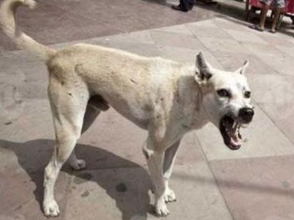 Nagpur Municipal Corporation releases 'dog bite' statistics | नागपूर मनपाकडून ‘श्वानदंश’ आकडेवारीचा ‘झोलझाल’