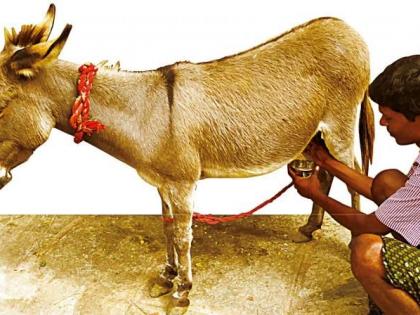 Have you ever drank donkey's milk? Panacea for rare diseases | गाढविणीचे दूध कधी प्यायले आहे का? दुर्मिळ आजारावर ठरतेय रामबाण उपाय