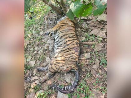 Death of one and a half year old tigress in Pandharkawda forest area | पांढरकवडा वनपरिक्षेत्रात दीड वर्षीय वाघिणीचा मृत्यू, कारण अस्पष्ट