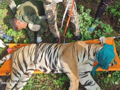 Tiger dies after being hit by a car; Incident near Murdoli on Gondia-Kohmara route | कारच्या धडकेत जखमी झालेल्या वाघाचा मृत्यू; नवेगाव-नागझिरालगतची घटना