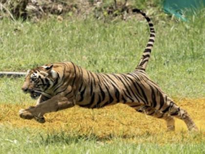 The stay of the stray tigress in Madhya Pradesh's Kiranapur forest | 'त्या' भरकटलेल्या वाघिणीचा मुक्काम मध्य प्रदेशातील किरणापूर जंगलात