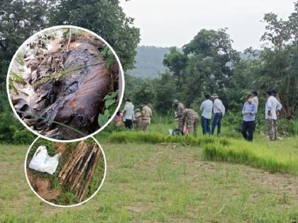 death of a tiger by falling into the trap of lightning; The forest department took the farmer into custody | ‘त्या’ वाघाची शिकारच, विजेच्या सापळ्यात फसल्यानेच मृत्यू; वन विभागाने शेतकऱ्याला घेतले ताब्यात