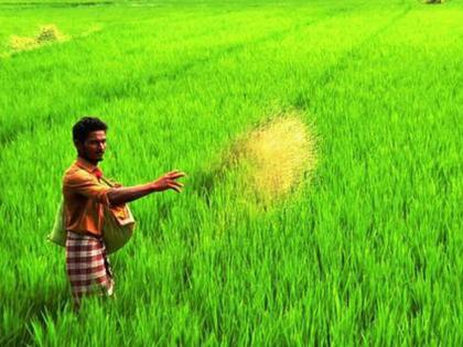 37 lakh farmers will be given money instead of grain; Order issued by Govt | ३७ लाख शेतकऱ्यांना देणार धान्याऐवजी पैसे; शासनाकडून आदेश जारी