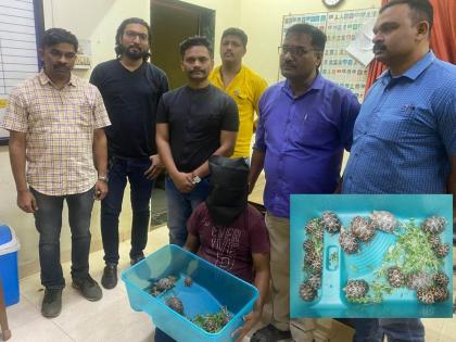 smuggling of rare star-backed tortoises; A local of Mira Road was arrested | दुर्मिळ जातीच्या स्टार बॅक कासवांची तस्करी; मीरारोडच्या स्थानिकाला अटक, म्होरक्या निसटला...