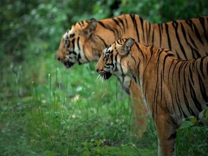 Monsoon is over, from today even Pench tiger reserve is open for tourists | पावसाळा संपला, आजपासून पर्यटकांसाठी पेंचही खुले