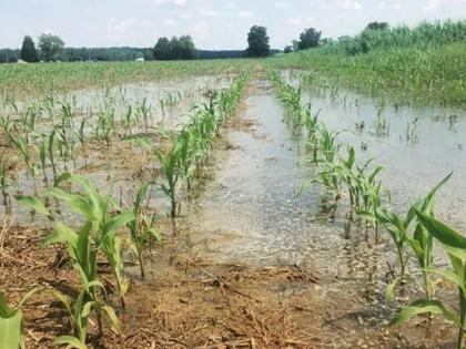 As salt water entered the fields, the crops along with the trees were destroyed | खारे पाणी शेतात घुसल्याने शेतीसह झाडे करपली