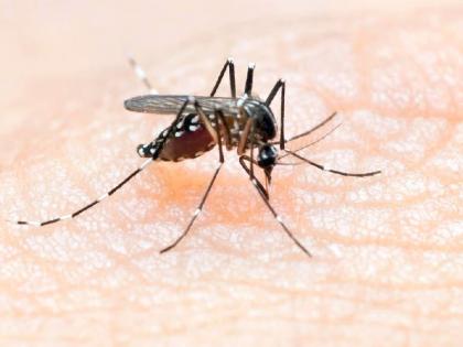 Dengue overtakes malaria, 71 cases found in gondia district in September | मलेरियाला मागे टाकून डेंग्यू फोफावला, सप्टेंबर महिन्यात ७१ रुग्ण