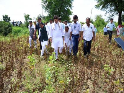 To help farmers affected by mosaic worm - Agriculture Minister Dhananjay Munde | मोझॅक अळीमुळे नुकसान झालेल्या शेतकऱ्यांना मदत करणार - कृषीमंत्री धनंजय मुंडे