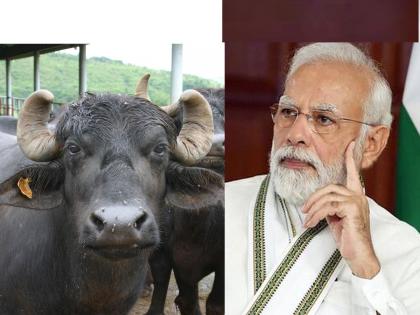 Pashu Aadhaar: Now Aadhar Card for Buffaloes too; PM Narendra Modi made announcement | Pashu Aadhar: माणसांचे झाले, आता म्हशींचेही आधार कार्ड बनणार; खुद्द मोदींनीच केली घोषणा