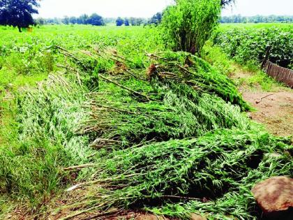 Investigation slows down in ganja farming case, police stops at five accused | गांजा शेती प्रकरणातील तपास मंदावला, पाच आरोपींवर थांबले पोलिस