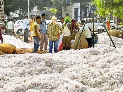 Cotton procurement center to start in Nandurbar from Monday |  नंदुरबारात सोमवारपासून सुरू होणार कापूस खरेदी केंद्र