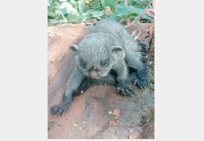 Rare flying squirrel found in the forest of Potepalli | पाेतेपल्लीच्या जंगलात आढळली दुर्मीळ उडती खार