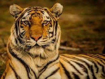 biker fell on the road after four tigers appeared in front of suddenly | अचानक समोर दिसले चार वाघ, दुचाकीस्वार रस्त्यावरच कोसळला अन्...