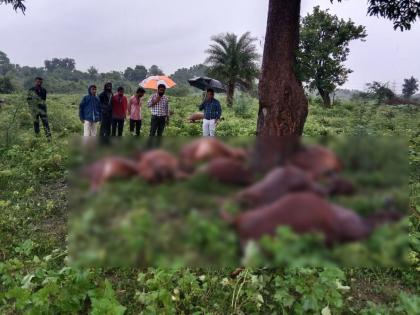 Eight cows died due to lightning strike in Lakhamapur | वीज कोसळून आठ गाईंचा मृत्यू, लखमापूर येथील घटना