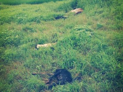 Four goats were killed on the spot by lightning in incessant torrential rains | संतत धार पावसात विजेच्या धक्क्याने चार शेळ्या जागीच ठार 