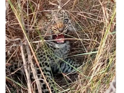 mother leopard met her calf after 13 hours of struggle | अखेर १३ तासांनी झाली ‘त्या’ मायलेकाची भेट