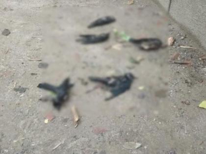 Dead crows found in Gorakshan Road area of Akola City | गोरक्षण संस्थान परिसरात आढळले मृत कावळे!