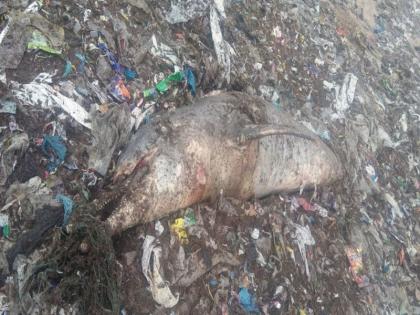 dead dolphin found in juhu silver beach | जुहू सिल्व्हर बीचवर मृत डॉल्फिन आढळला!